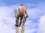 Climber at the top of a partially dismantled tree about to remove some additional sections with a chainsaw