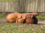 A dark brown acorn bench, carved out like an oak leaf, sitting upon giant acorn legs