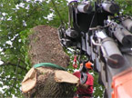 A very wide section of a tree is being attached to the jib of a powerful crane