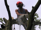 Chainsaw operator at the top of a tree, standing on a thick branch uses a chainsaw to remove unwanted branches, the first part of the coronet cutting