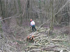 Coppicing