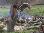A pile of neatly stacked branches, with a large subsection of tree trunk in the foreground with a new tree growing out of it, and a big brown horse in the background grazing