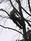Gradually more and more branches are removed from the top half of the tree