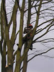 The climber begins to remove sections of a large tree well above a school playground