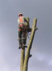 With the tree bald, the climber stands atop the large remaining branch