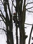 Work in progress more and more branches are removed individually