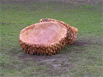 The finished acorn cup seats planted securely in the floor