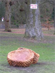 The aocrn cups photographed from the side with a large tree to the rear of them, which has a sign saying warning thin ice