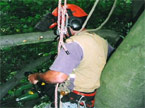 A man hanging from the top of a tree, using an atomiser to create a hole in the trunk