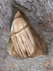 A beetle through a natural hole in the log