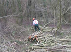 A worker amidst a mass of young trees, tidying up a freshly culled stack