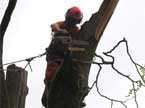 A climber way up a tree performs coronet cutting techniques