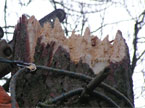 A closeup of some coronet cutting in progress