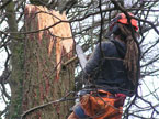 Another tree, ready to be worked upon with a climber stood in the middle of it, planning his next course of action