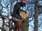 The chainsaw operator up a large tree, begins to plan removing a large stem