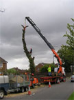 The jib of the crane extended roughly 10 metres, taking the strain erady for a massive section of the tree to be removed