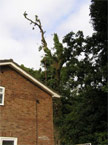 The large tree positioned in close proximity to the house, mid removal