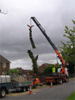 The massive tree segment now detached from the tree is manouvered back towards the lorry