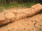 Roughed out carving of the Dandelion carving