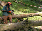 Another photo of the work begining on the carving