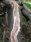 The centipedes are finished and appear to be climbing up the tree stem