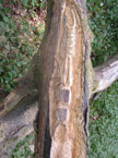 The insects are rough carved into the tree