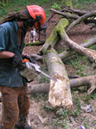Work begins on the fallen tree