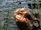 A large tree stump sticking out of a wall, with crazy creatures carved into it