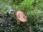 Another tree stump with more crazy creatures carved into it