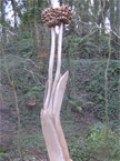 The star sedge from the back