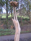 The star sedge from the side