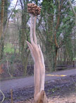 The start sedge from the front