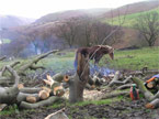 Quaint photo of logpiles with a horse in the background