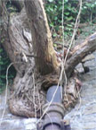 A tree grows out of the wall, and cast iron downpipe unusually penetrates the centre