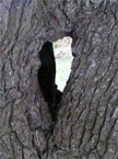 Another unusual hole in a tree trunk