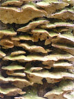 Close up photo of a significant crop of fungus