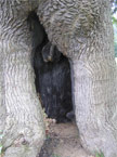 Unusual hole in the base of an old oak tree