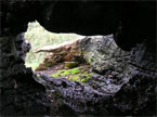 Looking through a hole in a large rotten tree trunk section