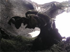 Photograph from inside of a burnt out tree trunk, with what appears to be an eagle amidst the burnt chaos