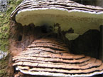 Unusual mould growths, eminating from a tree trunk