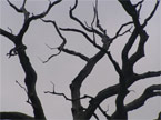 Very spikey tree top, looking a bit like inverted lightning spikes