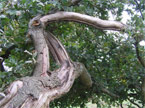 Very tiwsted tree trunk
