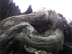 Big rotten slab of timber surrounded by burnt timber