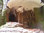 Hole in a tree trunk with two massive growths of fungus, one coming out of the top of the hole, and one out of the bottom