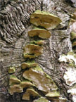 More mushroom or fungus growth from a tree trunk