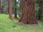Grand Fir, large tree trunk