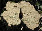 Plan view of the tidied up tree stump, showing a large hole in the middle and other signs of weakness