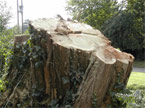 Side view of the massive tree stump which remains after the work