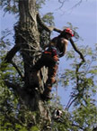 The climber who is a few metres away from the top of the tree with the crane above him, takes one last look at the surroundings 