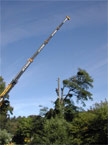 The crane jib is extended around 25 meters above the floor and the in-situ tree surgeon recieves the shackle ready to tie off th